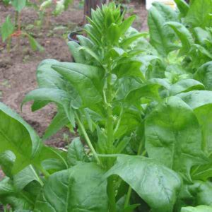 spinach farming, spinach, spinach farming business