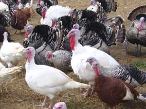 火鸡商业养殖、火鸡商业养殖业务、印度火鸡商业养殖、火鸡鸟类养殖、火鸡养殖、火鸡养殖业务、印度火鸡养殖业务、火鸡品种、最佳火鸡品种列表